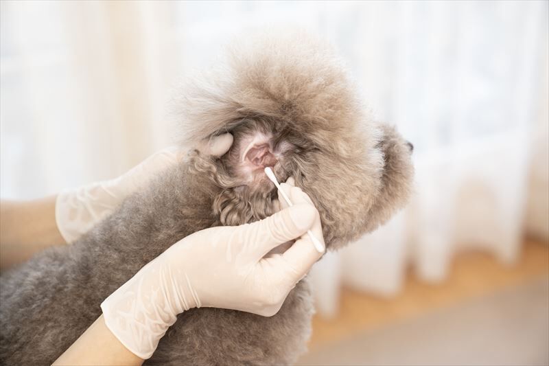 犬の耳掃除での注意点を解説