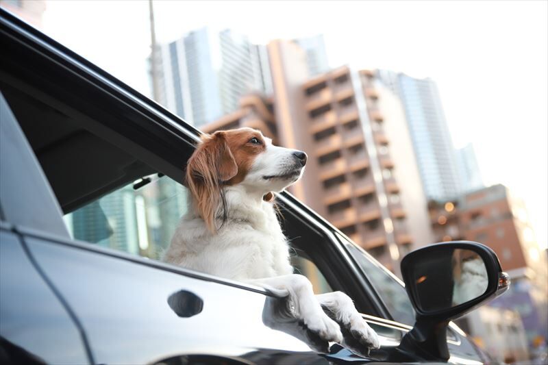 ペットと車で長距離移動するときの注意点について
